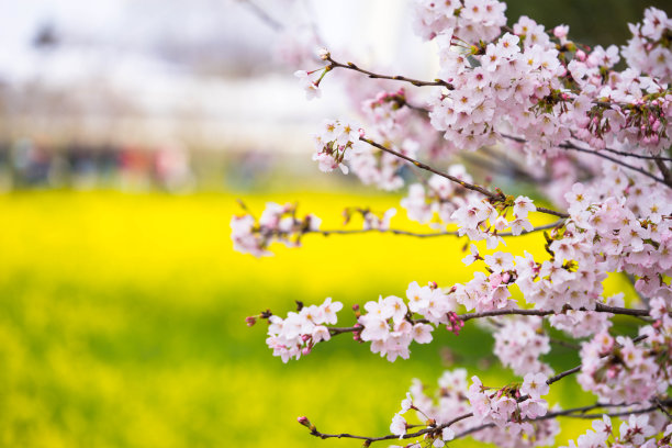 油菜花节