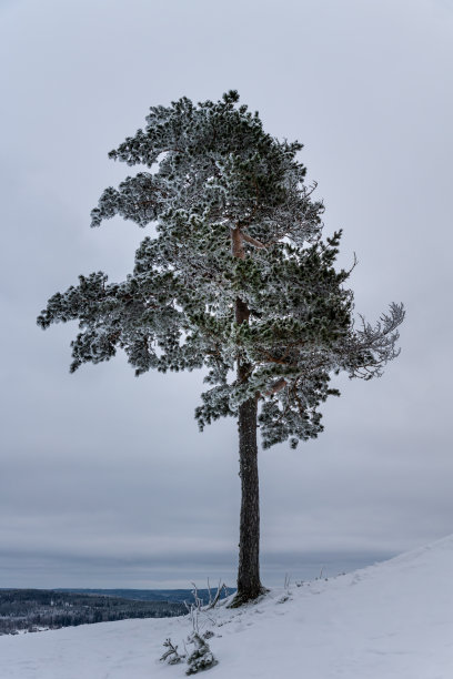 雪地里的一棵树