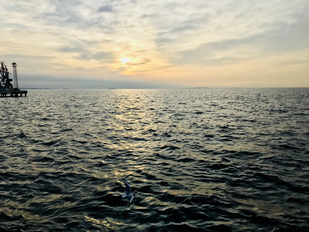 海鸟与日出