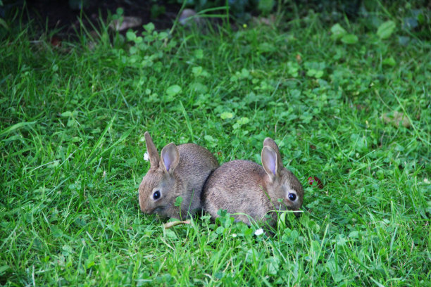 两只可爱的小灰兔