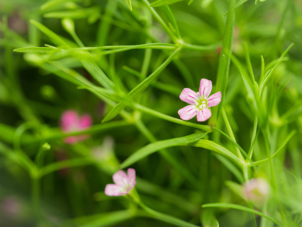 水香花菜,夏天,明亮