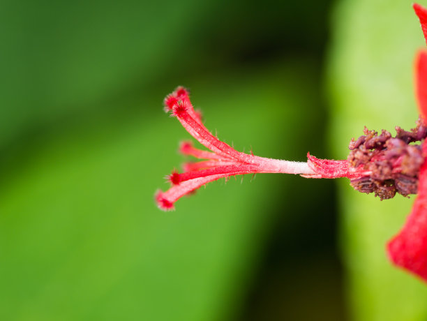 雌蕊雄蕊