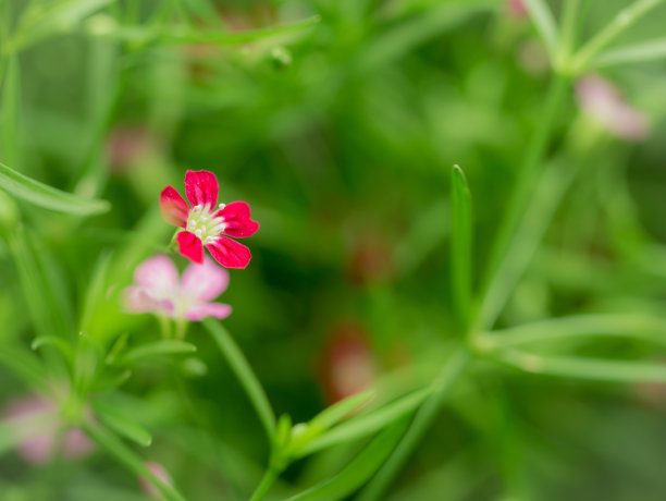 悬挂菊花