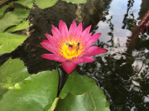 水,荷花,水平画幅