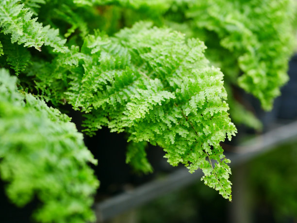 蕨类植物