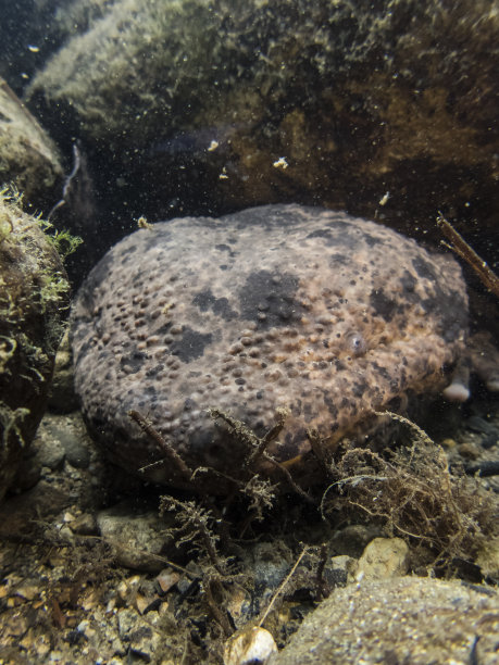 濒危动物濒危海洋生物