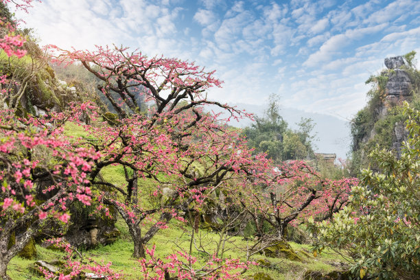 樱花树林