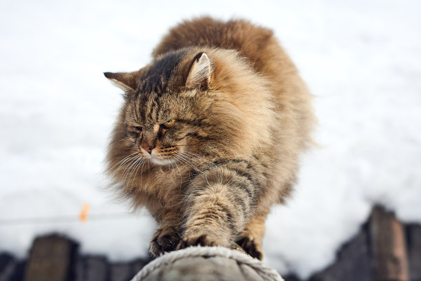 蓬松的波斯猫