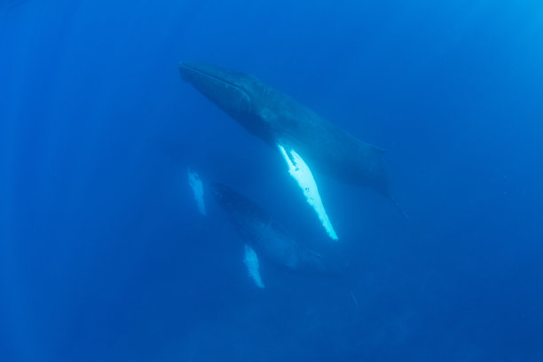 鲸类