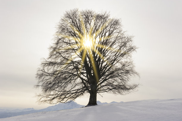 雪地里的一棵树