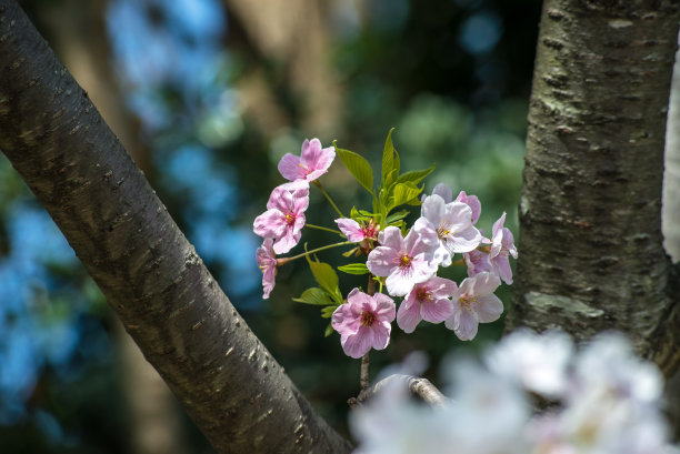 水平画幅,樱花,樱桃