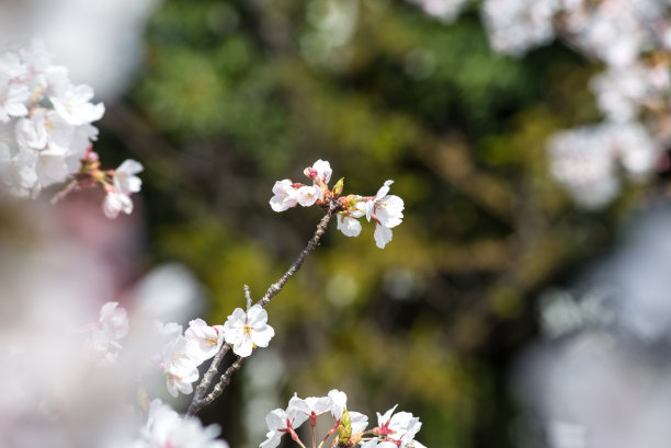 水平画幅,樱花,樱桃