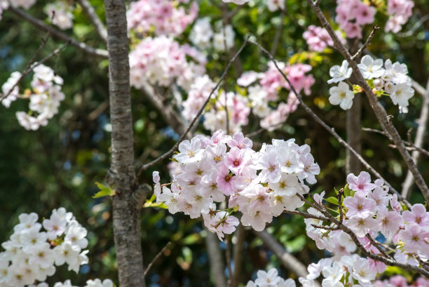 九州樱花