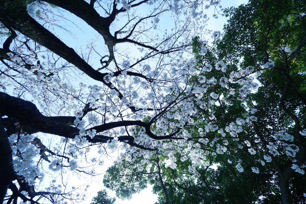 樱花树,,,,庭院樱花