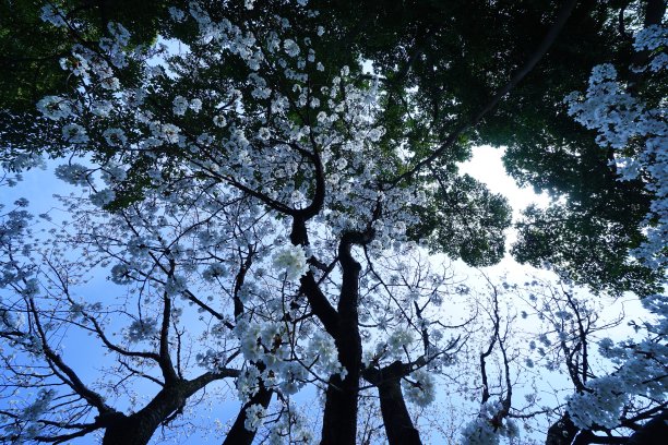 樱花树,,,,庭院樱花