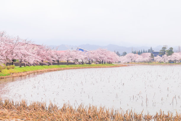 庭院樱花