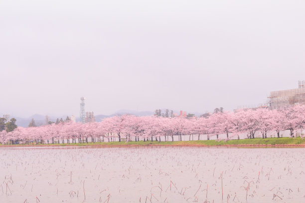 庭院樱花