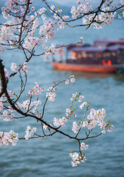 樱花湖水