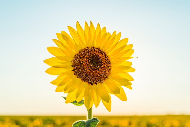 松花粉特写