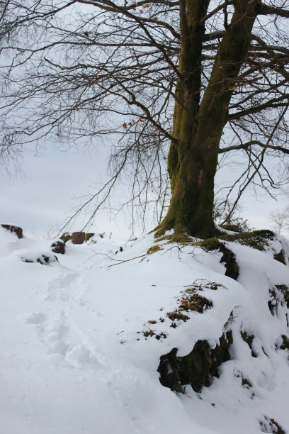 雪地里的一棵树