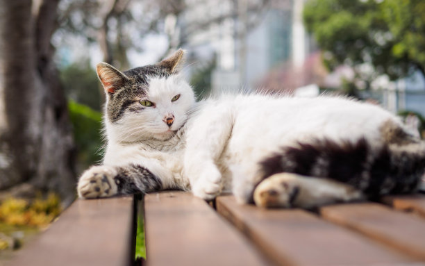 机警的猫咪