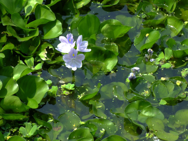 凤眼莲水葫芦