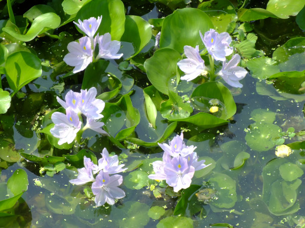 凤眼莲水葫芦