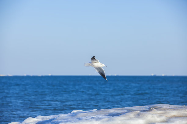 飞翔地海鸟