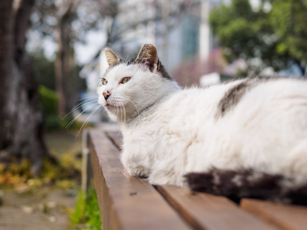 机警的小猫