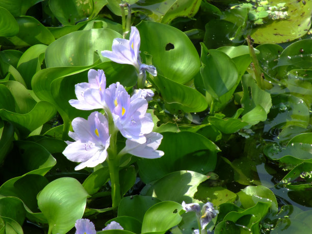 凤眼莲水葫芦