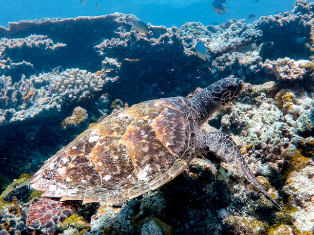 濒危动物濒危海洋生物