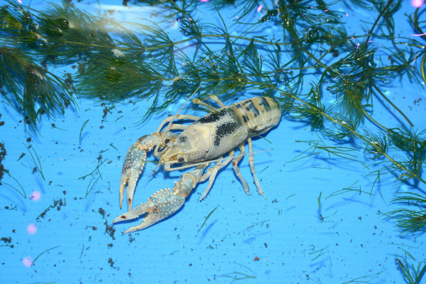 清水龙虾