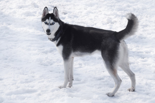 西伯利亚哈士奇雪橇犬