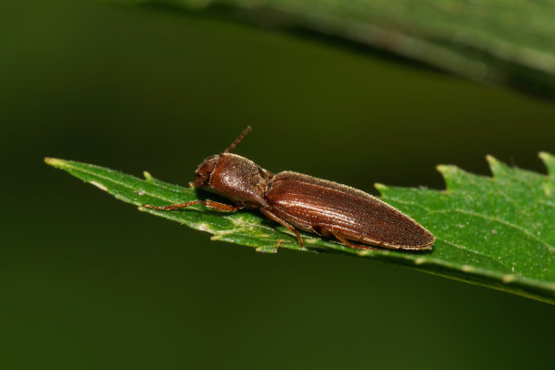 金甲虫
