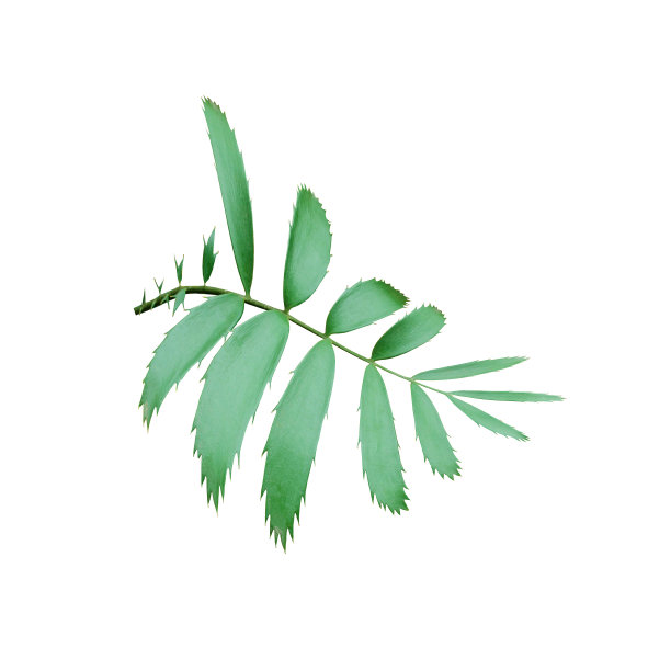 槟榔竹