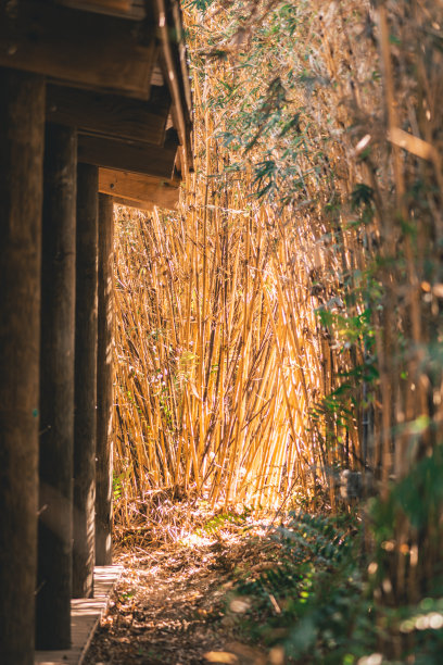 竹林小路