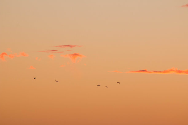 鸟群飞鸟朝阳夕阳