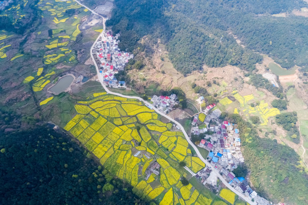 山区油菜花