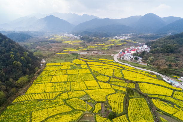 山区油菜花