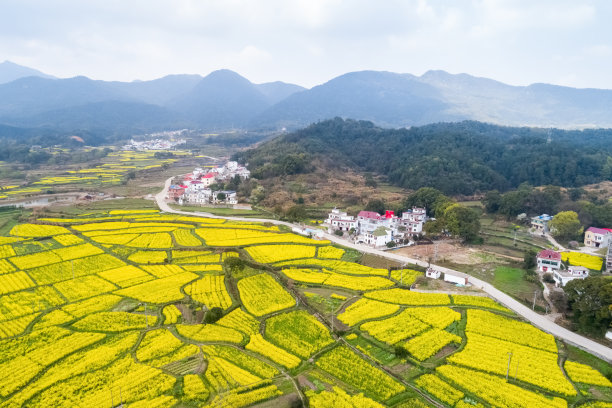 山区油菜花