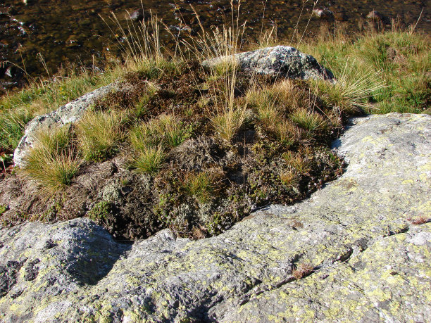 鹅卵石苔藓草地