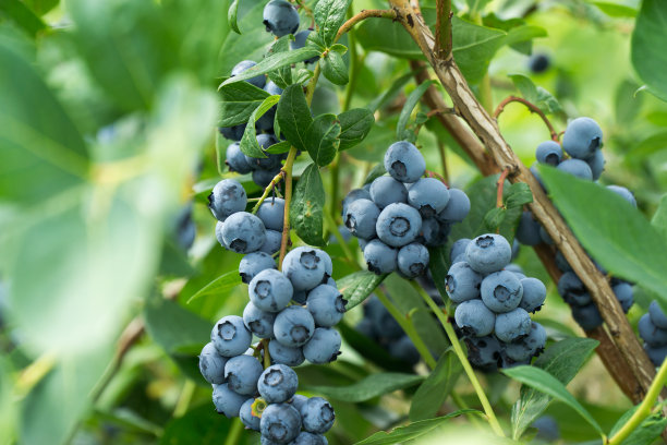 蓝莓种植园