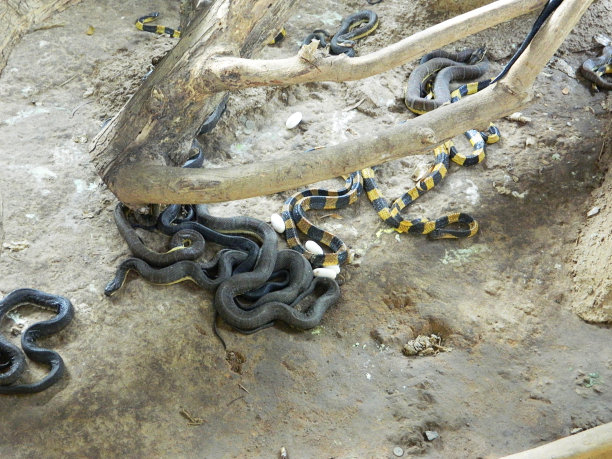 蛇链