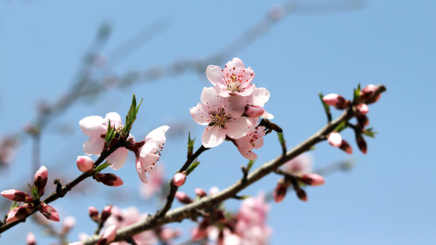 蜜蜂桃花