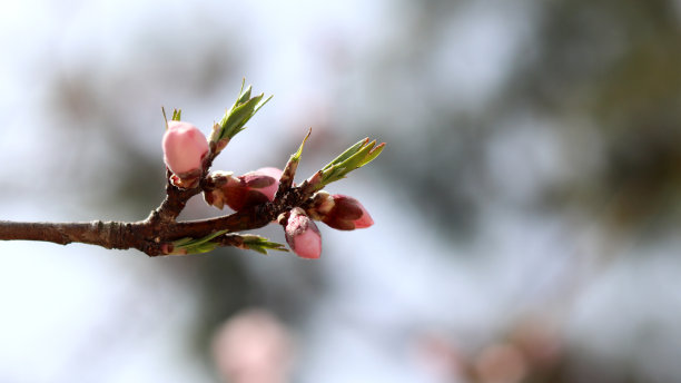 春天桃花满枝头