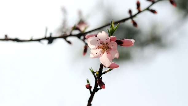 春天桃花满枝头