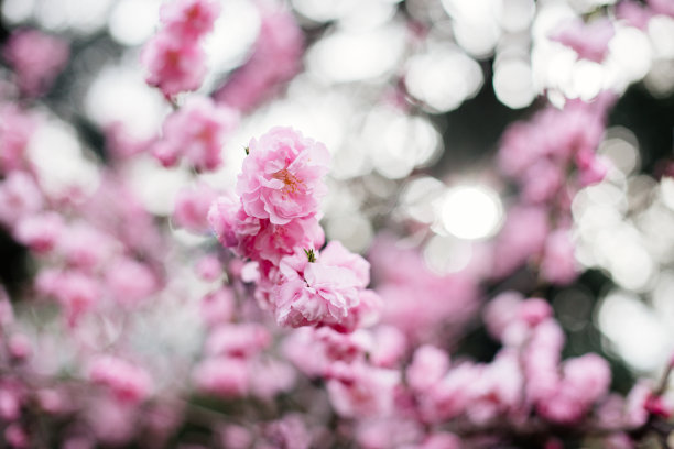 柔美的樱花,高调