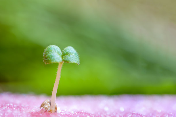 花椒春芽