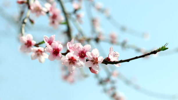 春天桃花满枝头