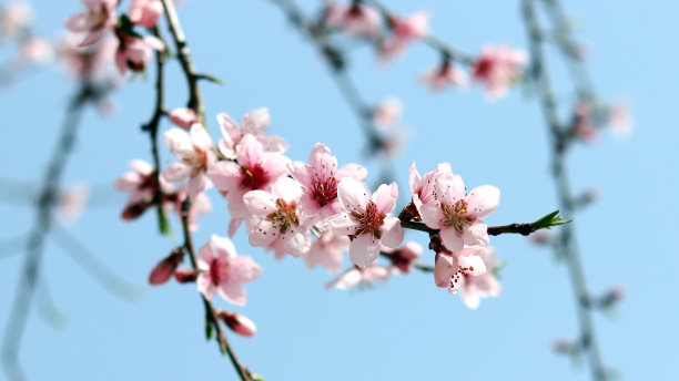 春天桃花满枝头